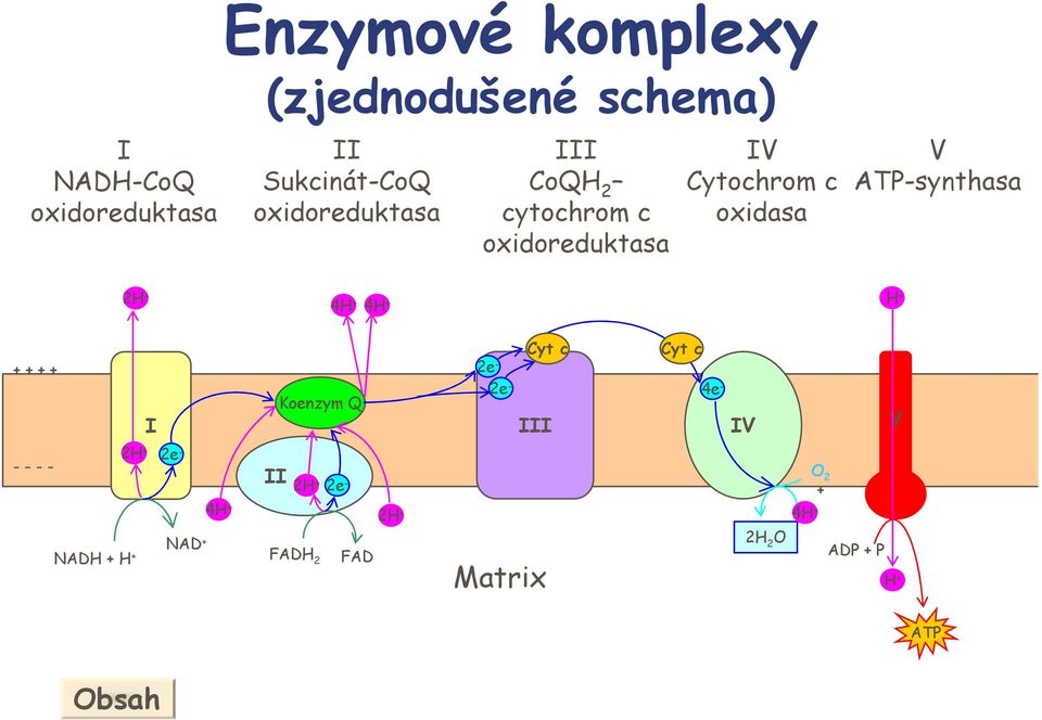 Cytochrom c oxidasa V ATP-synthasa 2 4 4 + + + + I Koenzym Q 2 2 Cyt c III