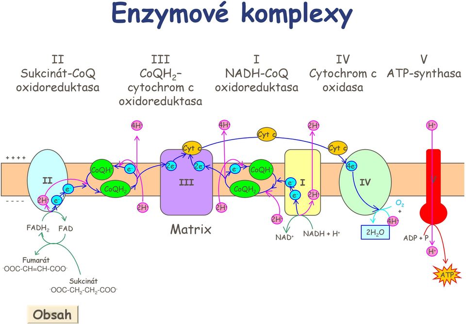 - - II CoQ. CoQ 2 2 2 2 Cyt c 2 III Cyt c 4e CoQ.