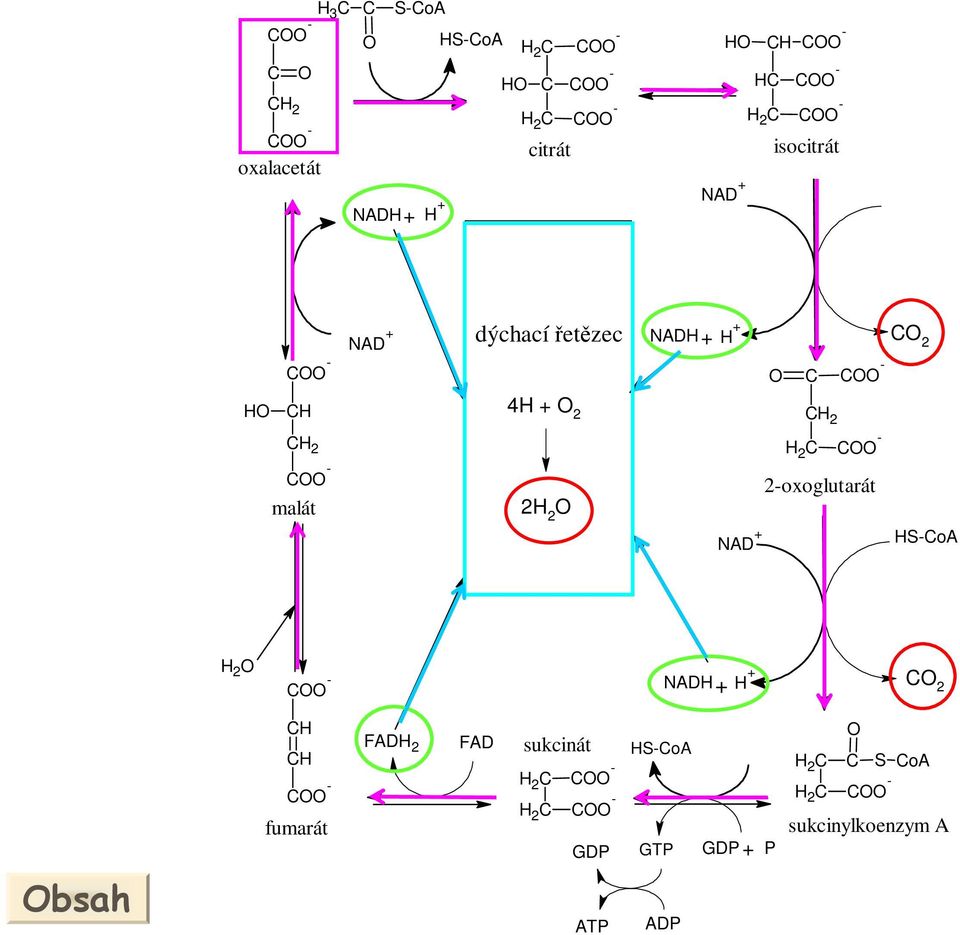 C 2 2 C C - 2-oxoglutarát AD + S-CoA 2 C - AD + C 2 C C C - fumarát FAD 2 FAD