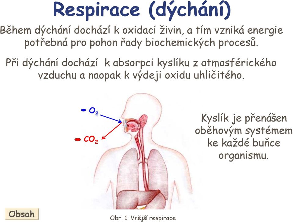 Při dýchání dochází k absorpci kyslíku z atmosférického vzduchu a naopak k