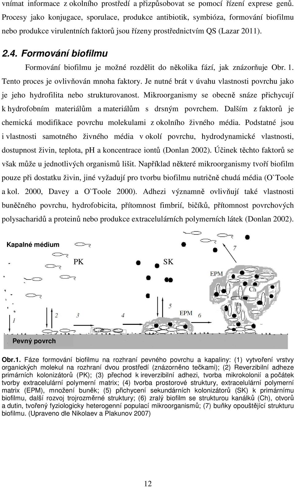 Formování biofilmu Formování biofilmu je možné rozdělit do několika fází, jak znázorňuje Obr. 1. Tento proces je ovlivňován mnoha faktory.