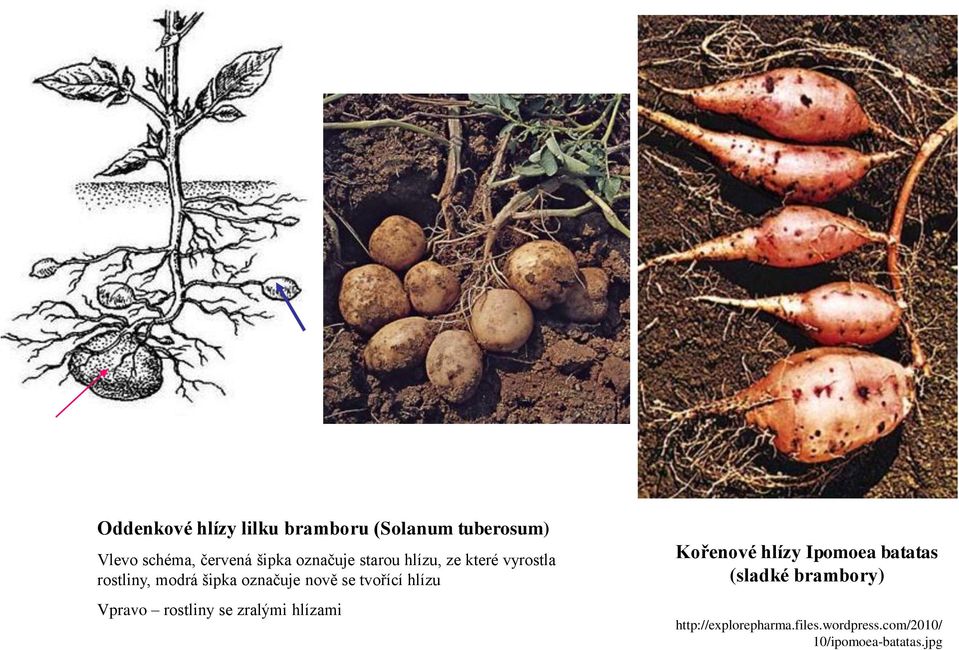 tvořící hlízu Vpravo rostliny se zralými hlízami Kořenové hlízy Ipomoea batatas