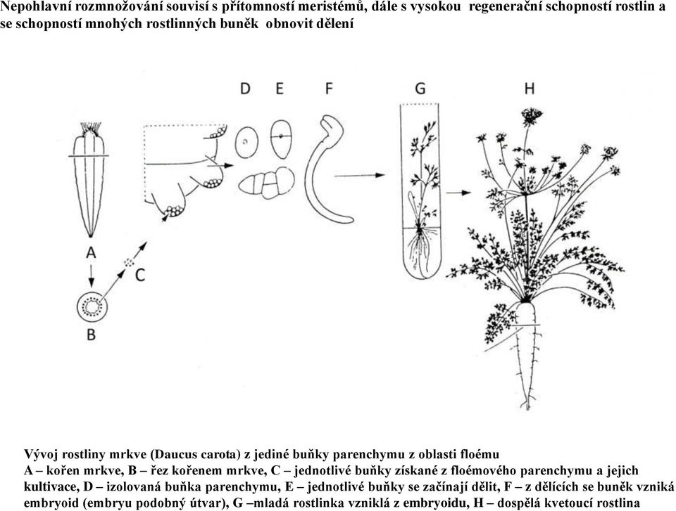 kořenem mrkve, C jednotlivé buňky získané z floémového parenchymu a jejich kultivace, D izolovaná buňka parenchymu, E jednotlivé buňky