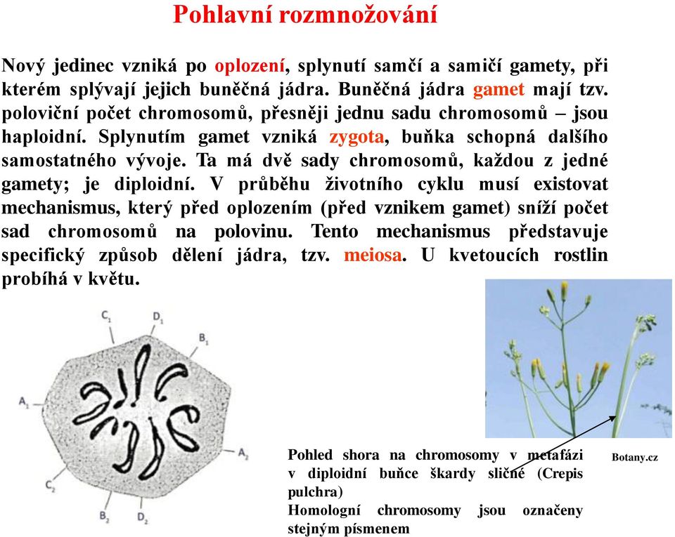 Ta má dvě sady chromosomů, každou z jedné gamety; je diploidní.