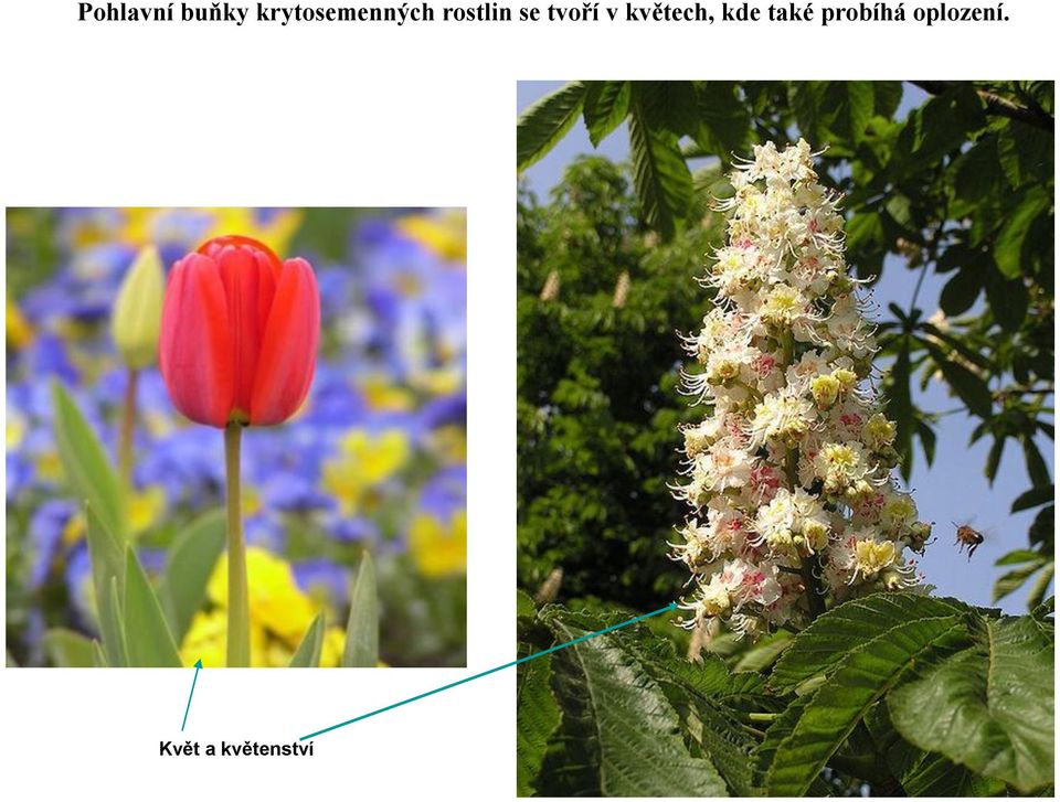 tvoří v květech, kde také