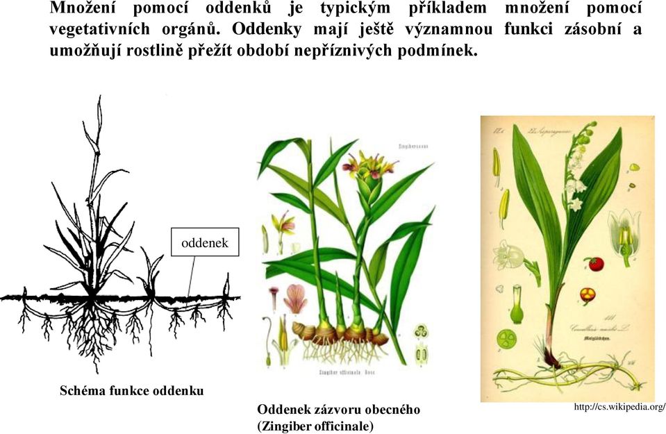 Oddenky mají ještě významnou funkci zásobní a umožňují rostlině přežít