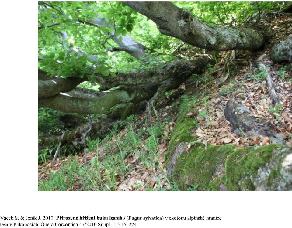 (Fagus sylvatica) v ekotonu alpínské