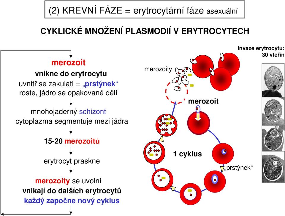 invaze erytrocytu: 30 vteřin mnohojaderný schizont cytoplazma segmentuje mezi jádra 15-20 merozoitů