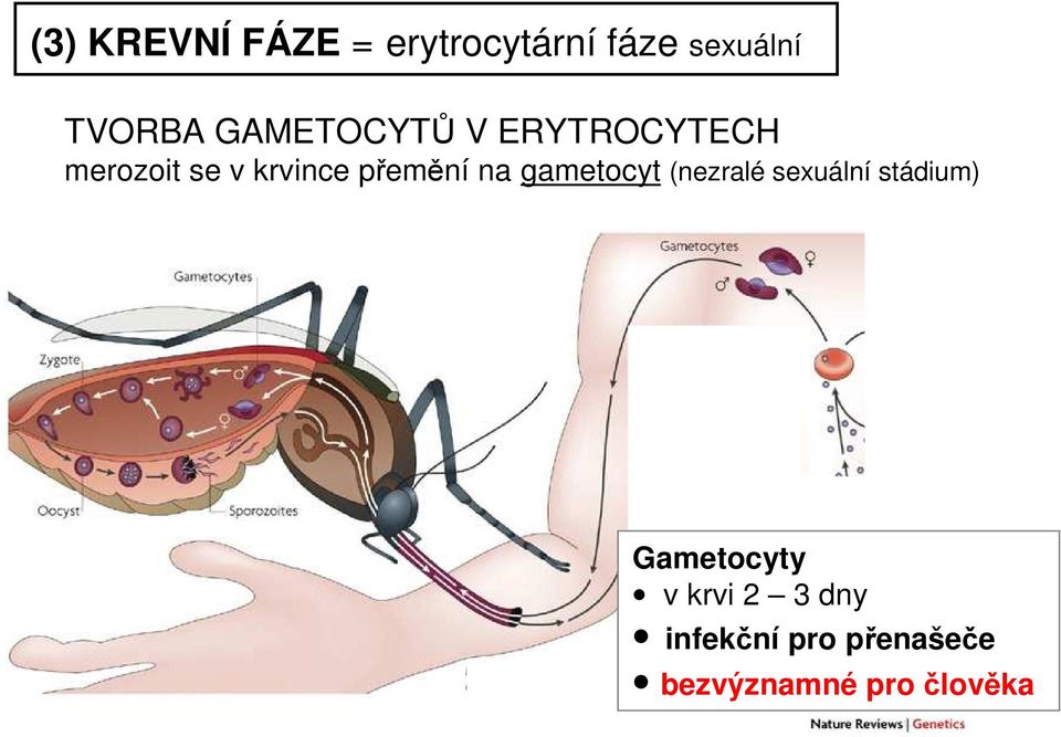na gametocyt (nezralé sexuální stádium) Gametocyty v