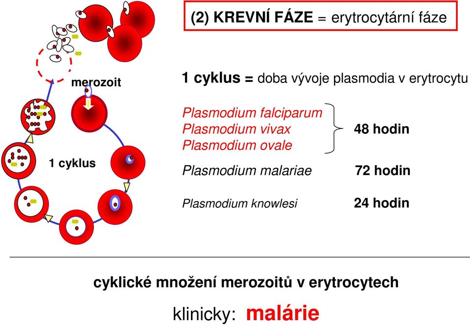 48 hodin Plasmodium ovale Plasmodium malariae 72 hodin Plasmodium