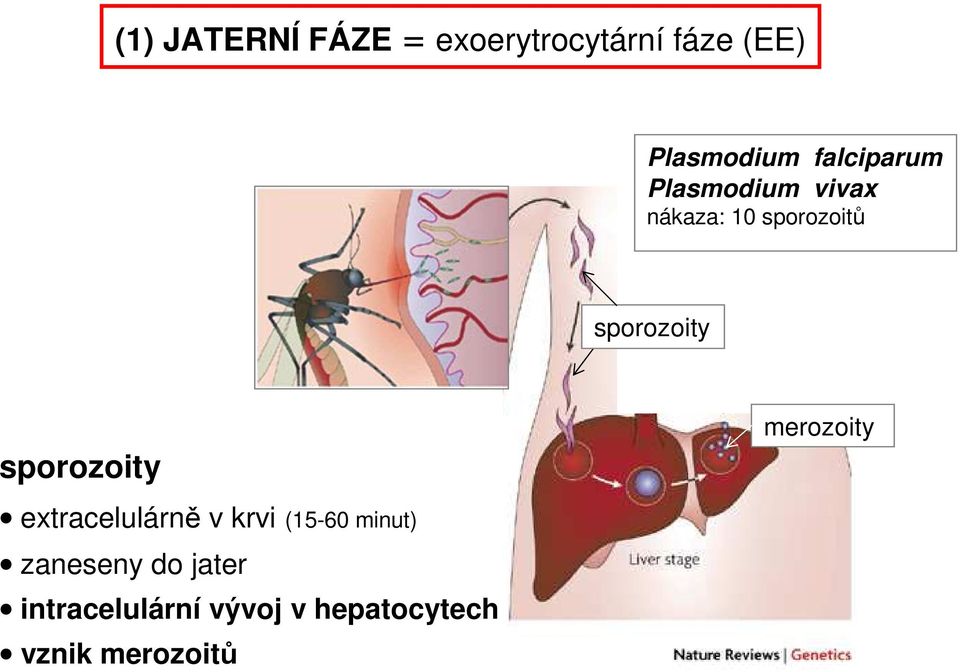 sporozoity merozoity extracelulárně v krvi (15-60 minut)