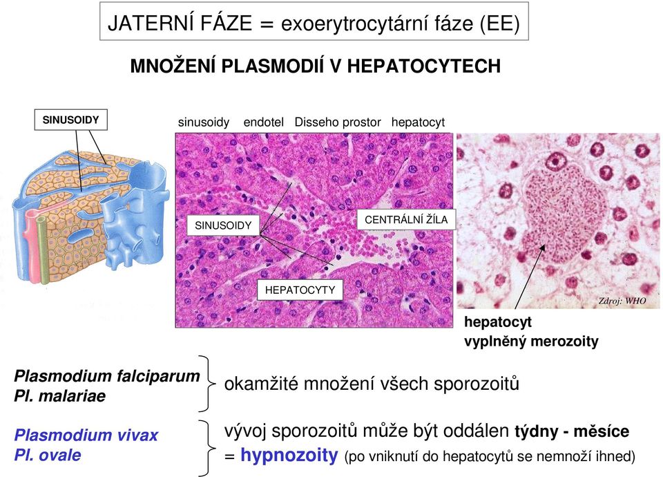 Zdroj: WHO Plasmodium falciparum Pl. malariae Plasmodium vivax Pl.