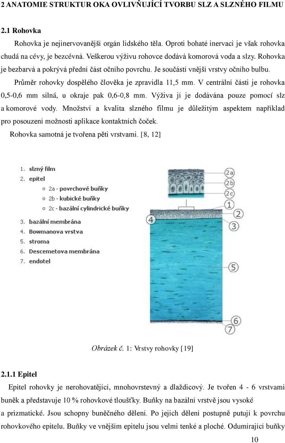 Průměr rohovky dospělého člověka je zpravidla 11,5 mm. V centrální části je rohovka 0,5-0,6 mm silná, u okraje pak 0,6-0,8 mm. Výţiva jí je dodávána pouze pomocí slz a komorové vody.