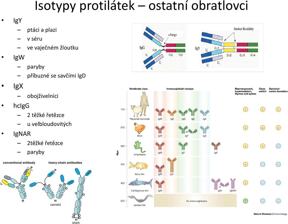 příbuzné se savčími IgD IgX hcigg IgNAR