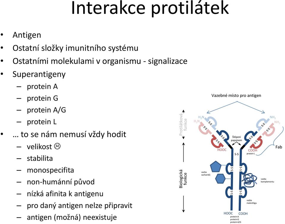 non-humánní původ nízká afinita k antigenu pro daný antigen nelze připravit antigen (možná) neexistuje H 2 N H 2 N vazba sacharidů Vazebné