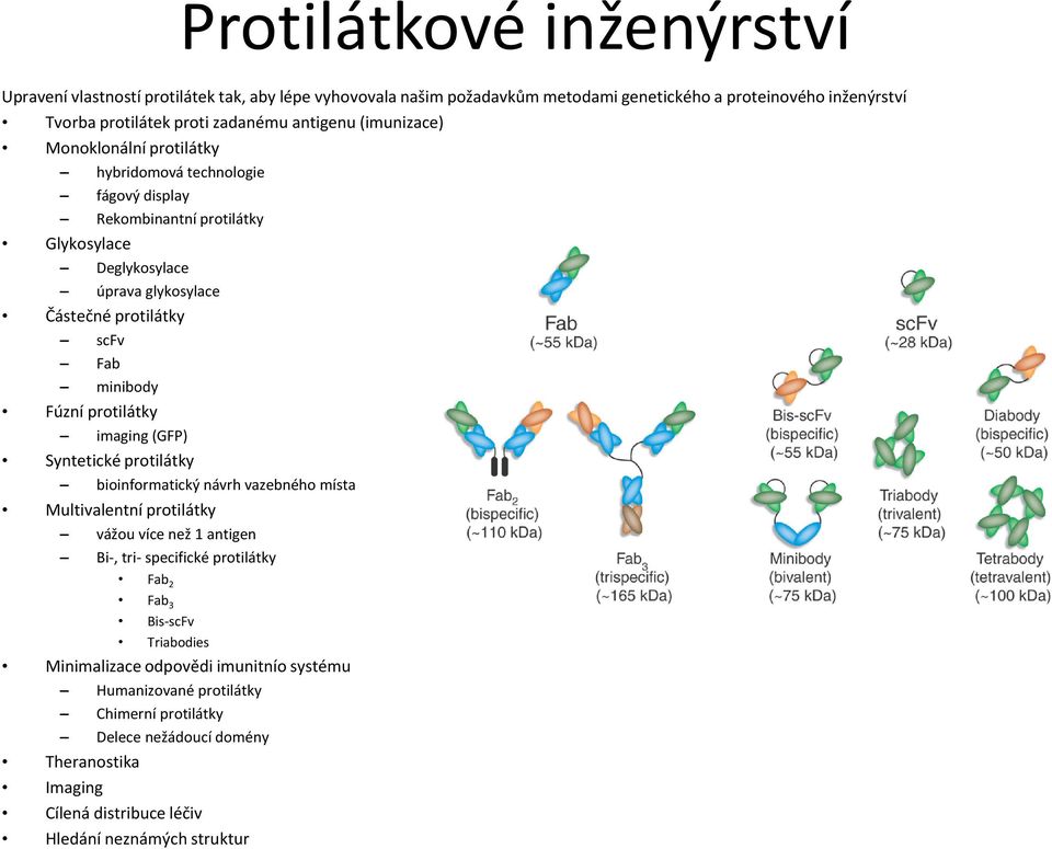 protilátky imaging (GFP) Syntetické protilátky bioinformatický návrh vazebného místa Multivalentní protilátky vážou více než 1 antigen Bi-, tri- specifické protilátky Fab 2 Fab 3 Bis-scFv