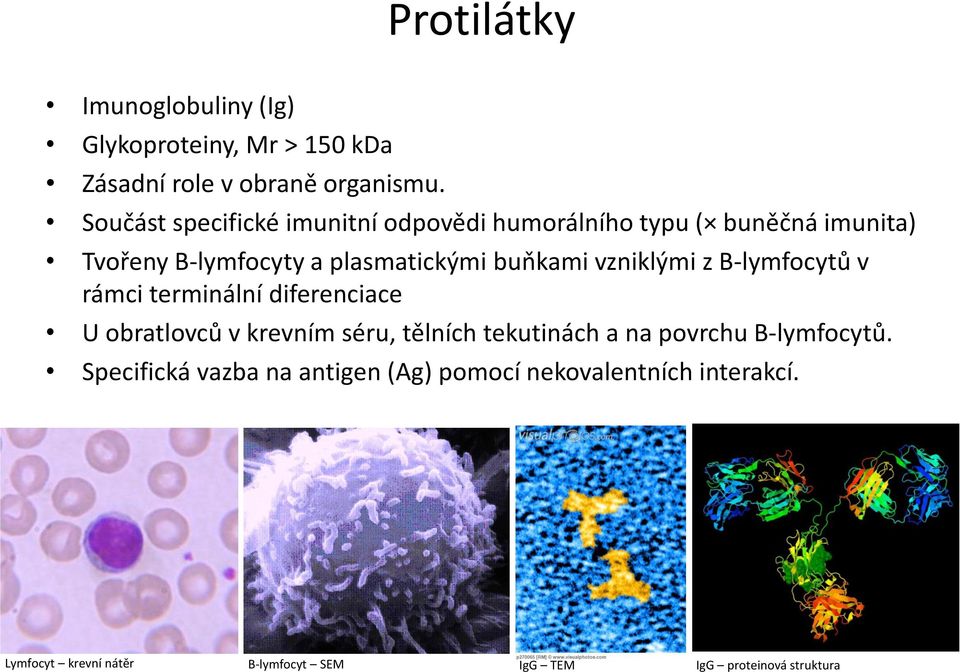 vzniklými z B-lymfocytů v rámci terminální diferenciace U obratlovců v krevním séru, tělních tekutinách a na povrchu