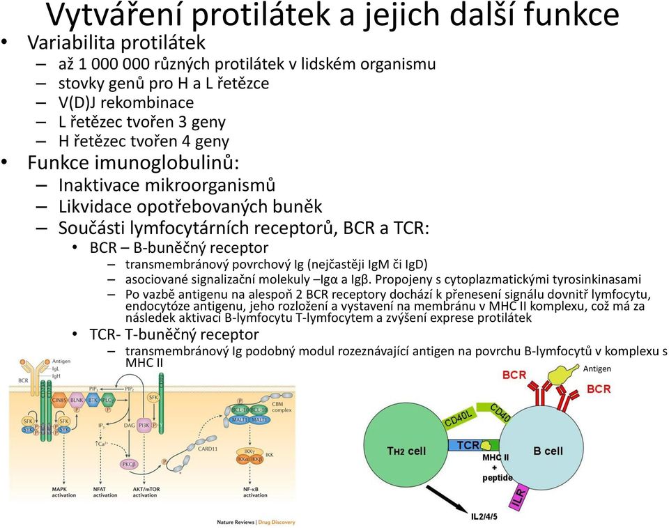 (nejčastěji IgM či IgD) asociované signalizační molekuly Igα a Igβ.