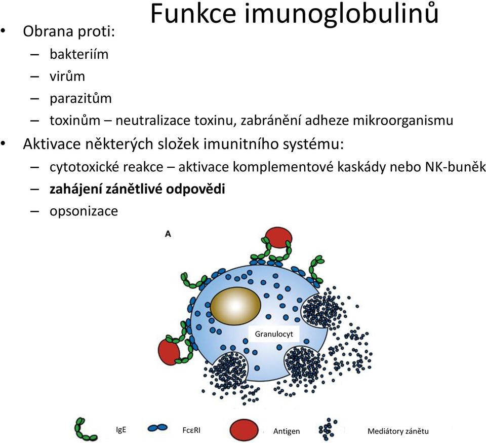 imunitního systému: cytotoxické reakce aktivace komplementové kaskády nebo