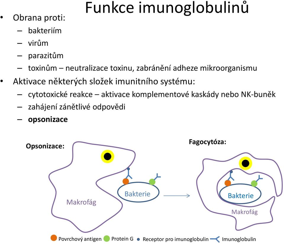 aktivace komplementové kaskády nebo NK-buněk zahájení zánětlivé odpovědi opsonizace Opsonizace: