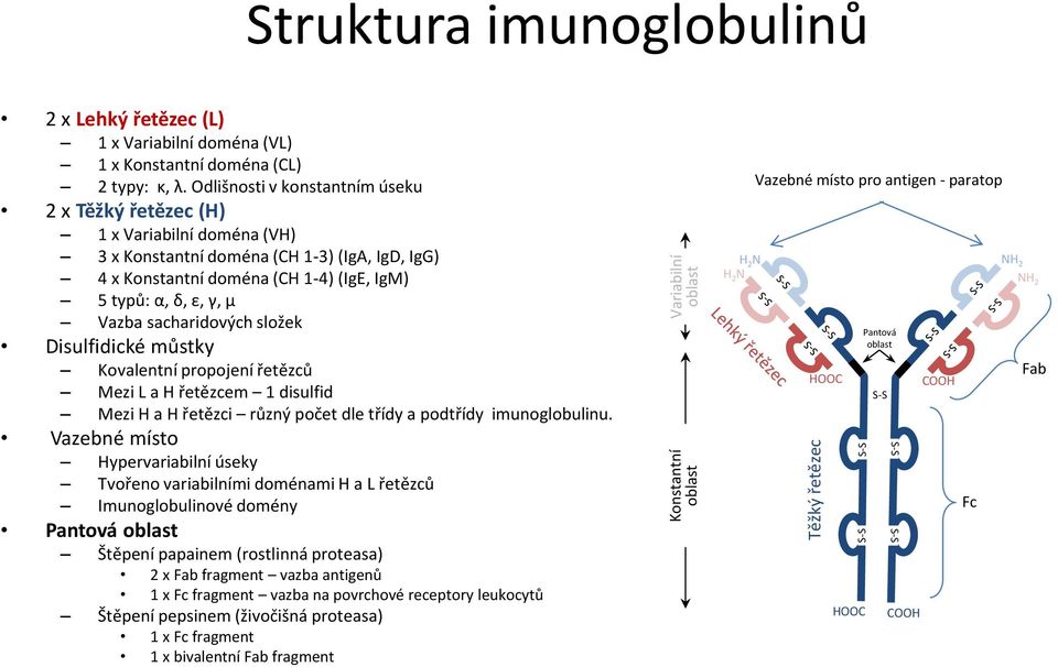 sacharidových složek Disulfidické můstky Kovalentní propojení řetězců Mezi L a H řetězcem 1 disulfid Mezi H a H řetězci různý počet dle třídy a podtřídy imunoglobulinu.