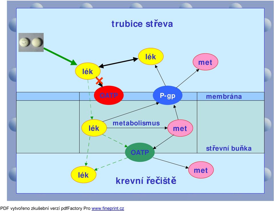 metabolismus met lék OATP