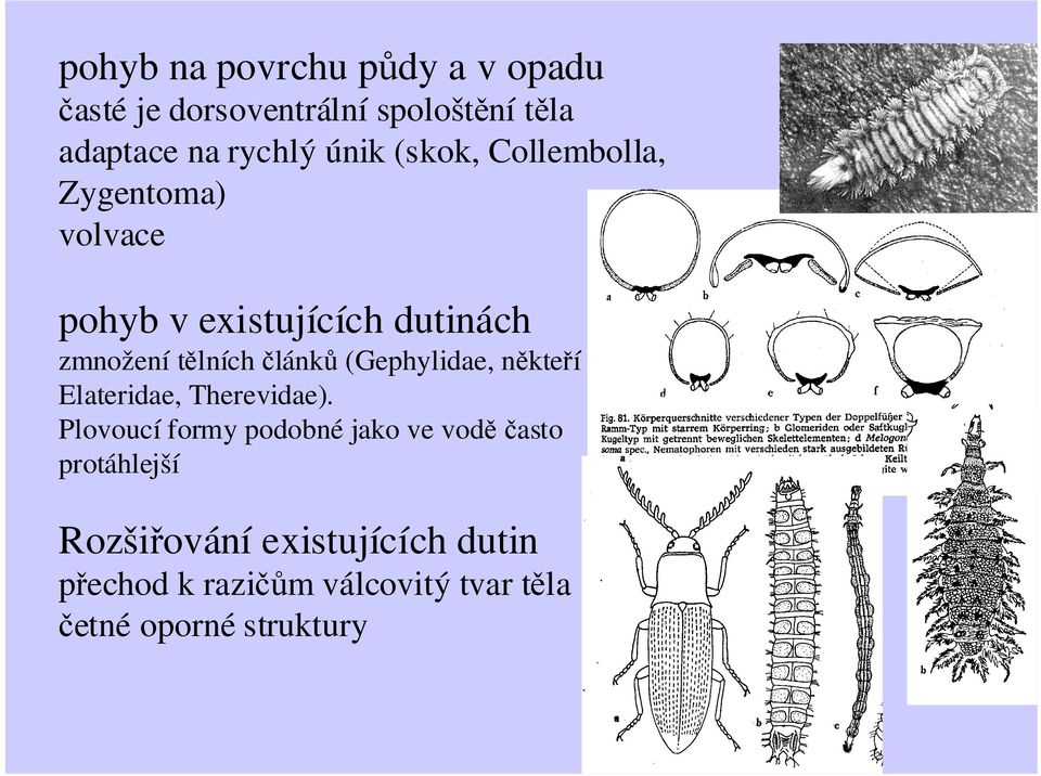 článků (Gephylidae, někteří Elateridae, Therevidae).