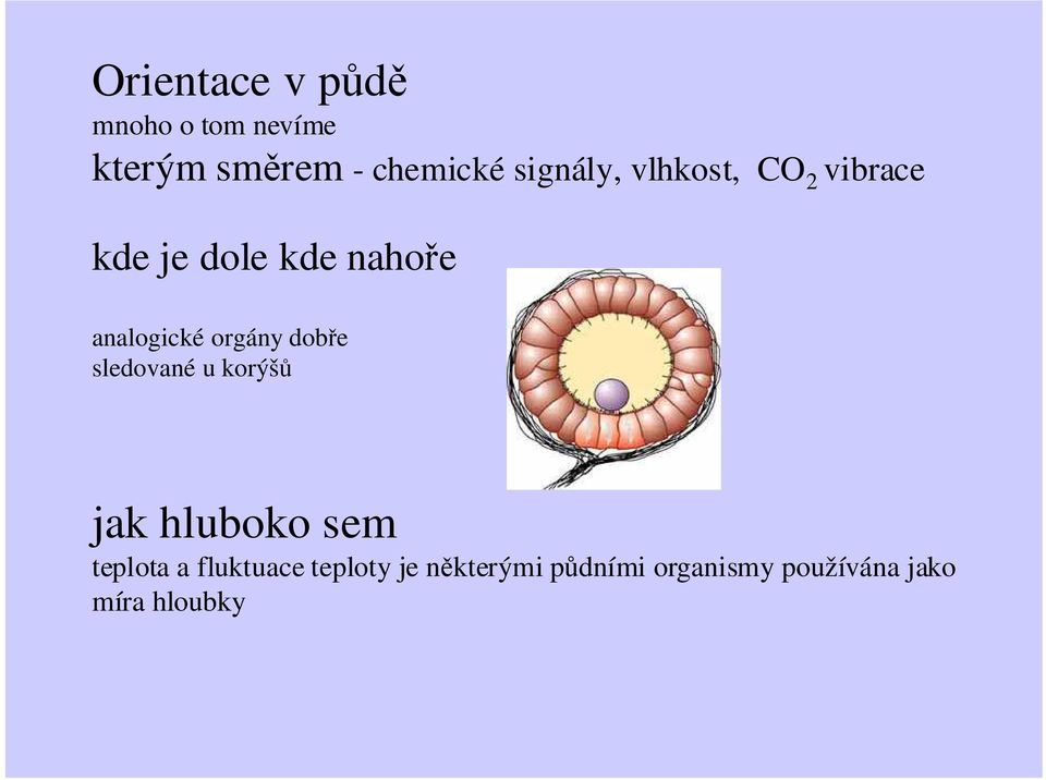 orgány doře sledované u korýšů jak hluoko sem teplota a