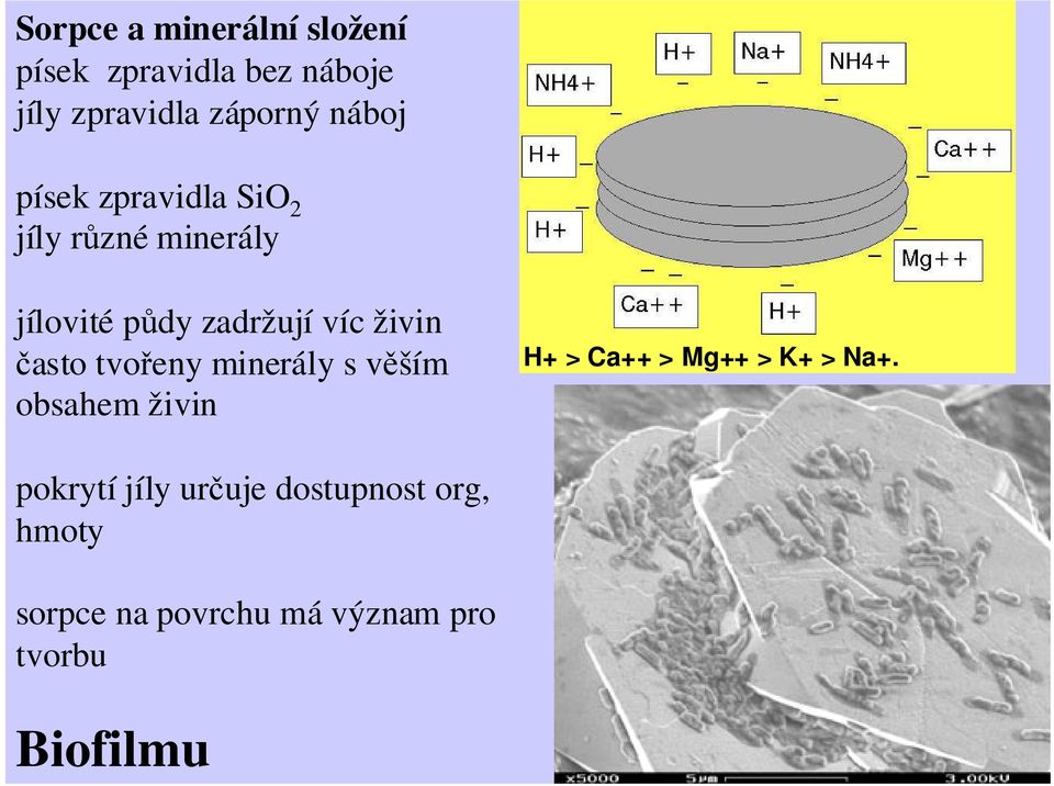 živin často tvořeny minerály s věším osahem živin H+ > Ca++ > Mg++ > K+ > Na+.