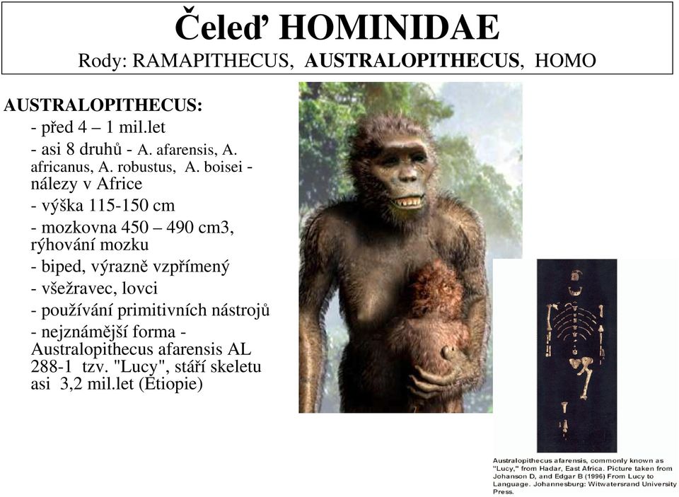 boisei - nálezy v Africe - výška 115-150 cm - mozkovna 450 490 cm3, rýhování mozku - biped, výrazně