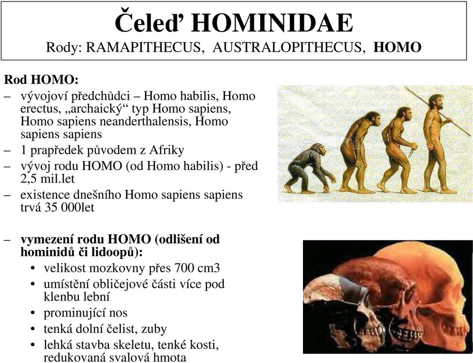let existence dnešního Homo sapiens sapiens trvá 35 000let vymezení rodu HOMO (odlišení od hominidůči lidoopů): velikost mozkovny přes 700