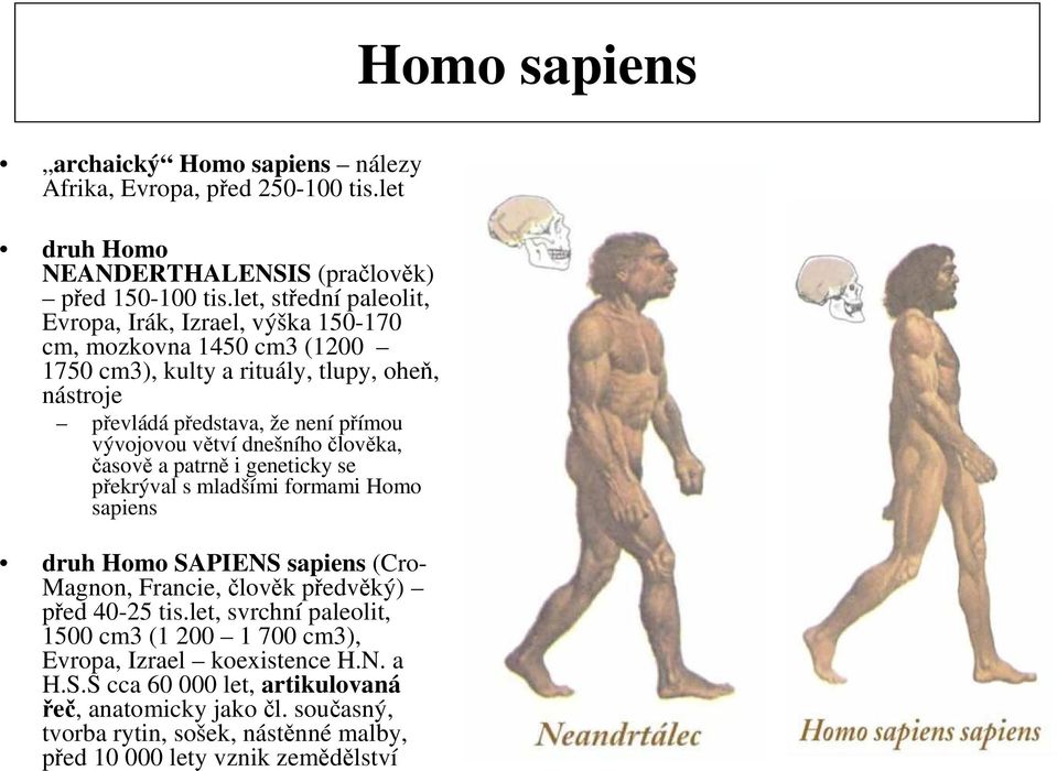vývojovou větví dnešního člověka, časově a patrně i geneticky se překrýval s mladšími formami Homo sapiens druh Homo SAPIENS sapiens (Cro- Magnon, Francie, člověk předvěký) před