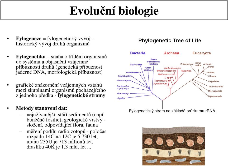 předka - fylogenetické stromy Metody stanovení dat: nejužívanější: stáří sedimentů (např.