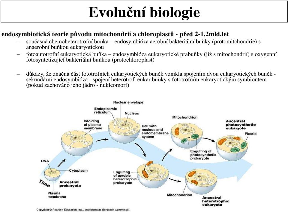 eukaryotická buňka endosymbióza eukaryotické prabuňky (již s mitochondrií) s oxygenní fotosyntetizující bakteriální buňkou (protochloroplast) důkazy, že