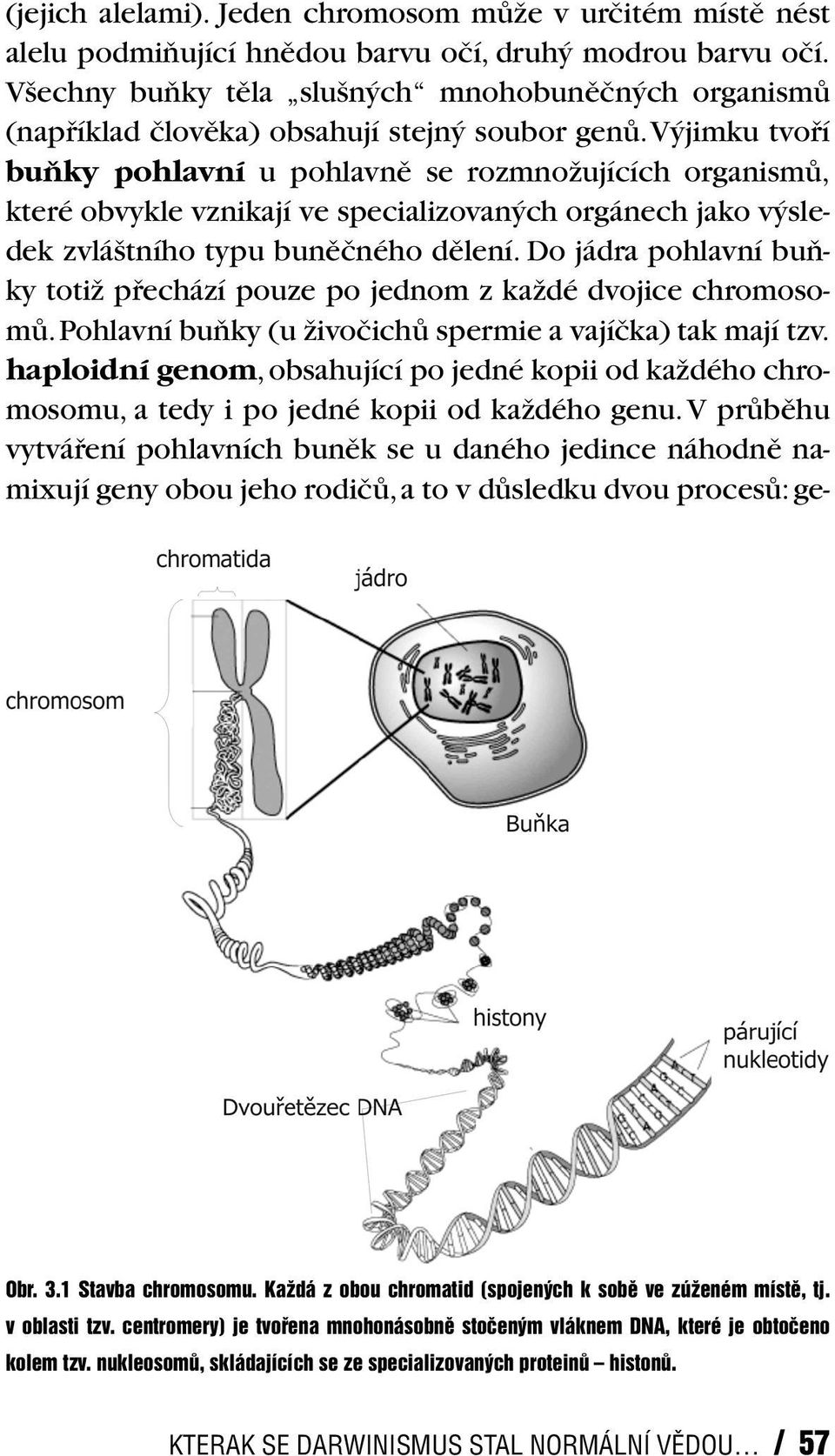 V jimku tvofií buàky pohlavní u pohlavnû se rozmnoïujících organismû, které obvykle vznikají ve specializovan ch orgánech jako v sledek zvlá tního typu bunûãného dûlení.