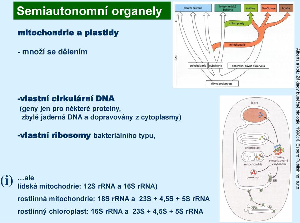lidská mitochodrie: 12S rrna a 16S rrna) rostlinná mitochondrie: 18S rrna a 23S + 4,5S + 5S rrna rostlinný