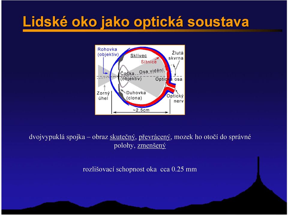 převrácený, mozek ho otočí do správné