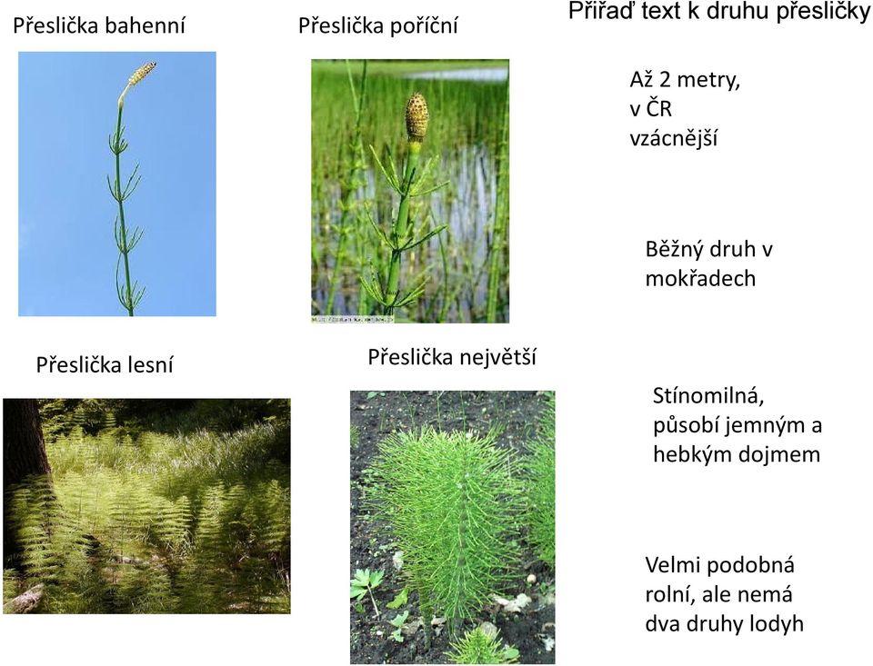 Přeslička lesní Přeslička největší Stínomilná, působí