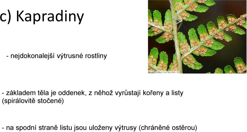 kořeny a listy (spirálovitě stočené) - na spodní