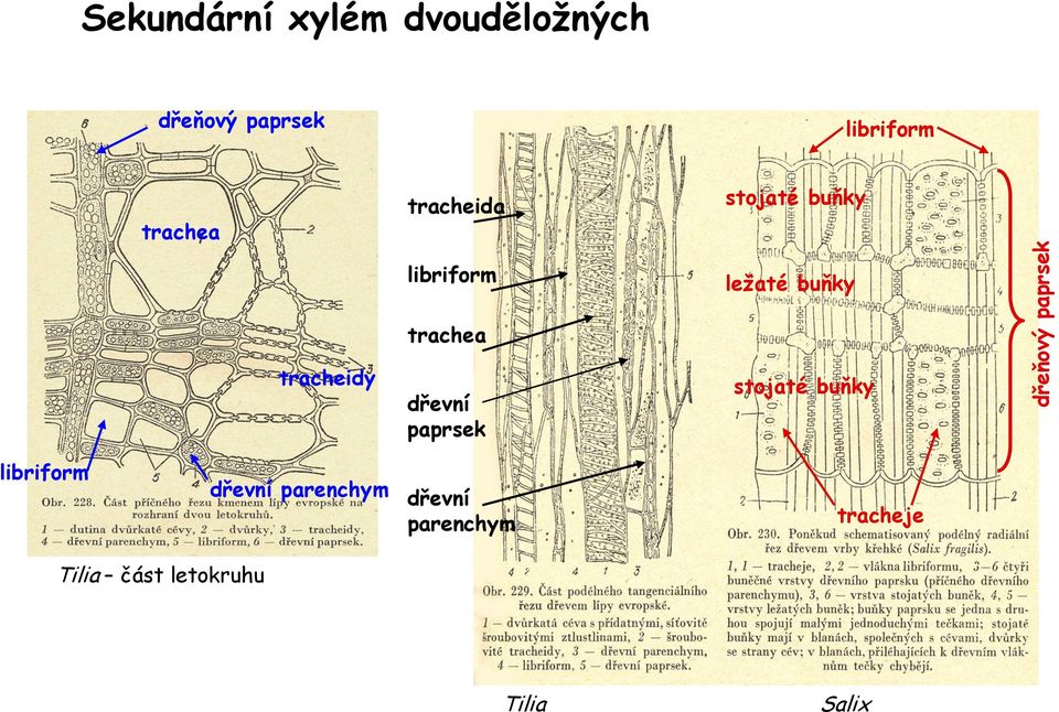 trachea tracheidy dřevní paprsek stojaté buňky libriform dřevní