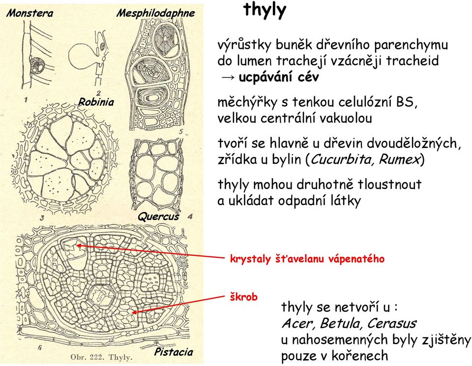 dvouděložných, zřídka u bylin (Cucurbita, Rumex) thyly mohou druhotně tloustnout a ukládat odpadní látky