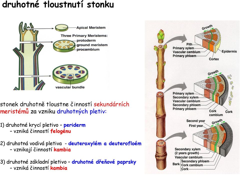 činností felogénu 2) druhotná vodivá pletiva - deuteroxylém a deuterofloém