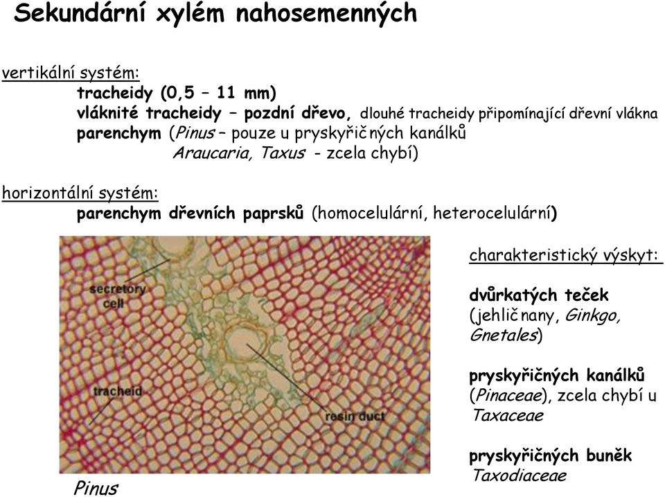 horizontální systém: parenchym dřevních paprsků (homocelulární, heterocelulární) charakteristický výskyt: dvůrkatých