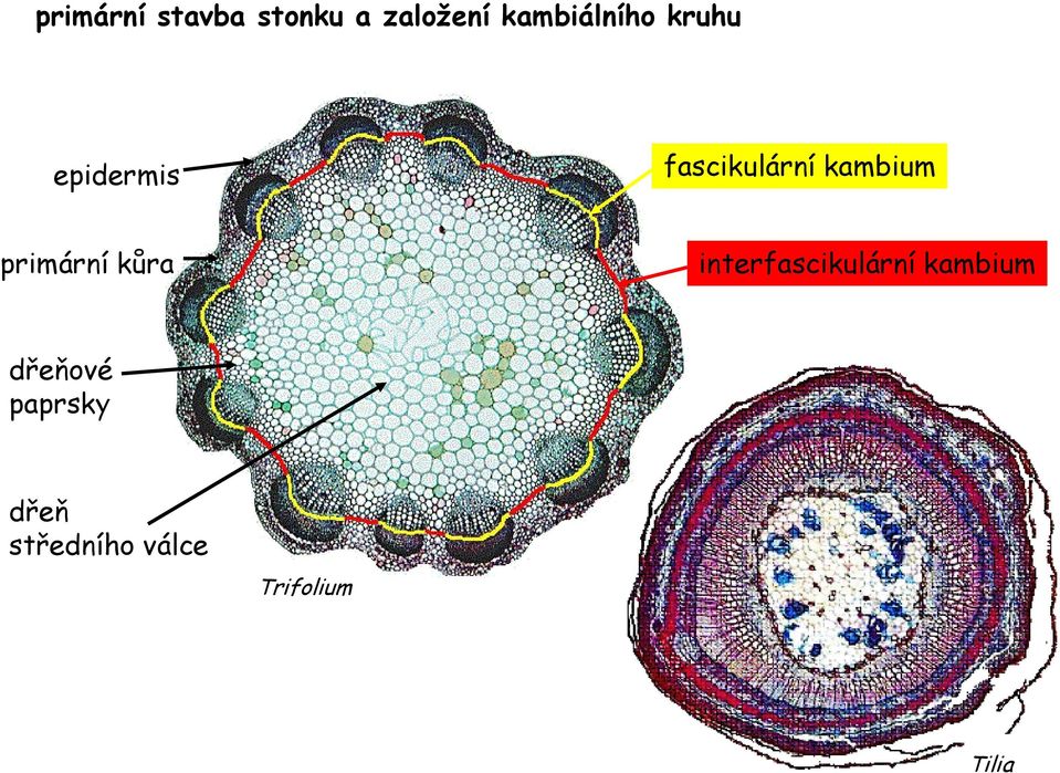 kambium primární kůra interfascikulární