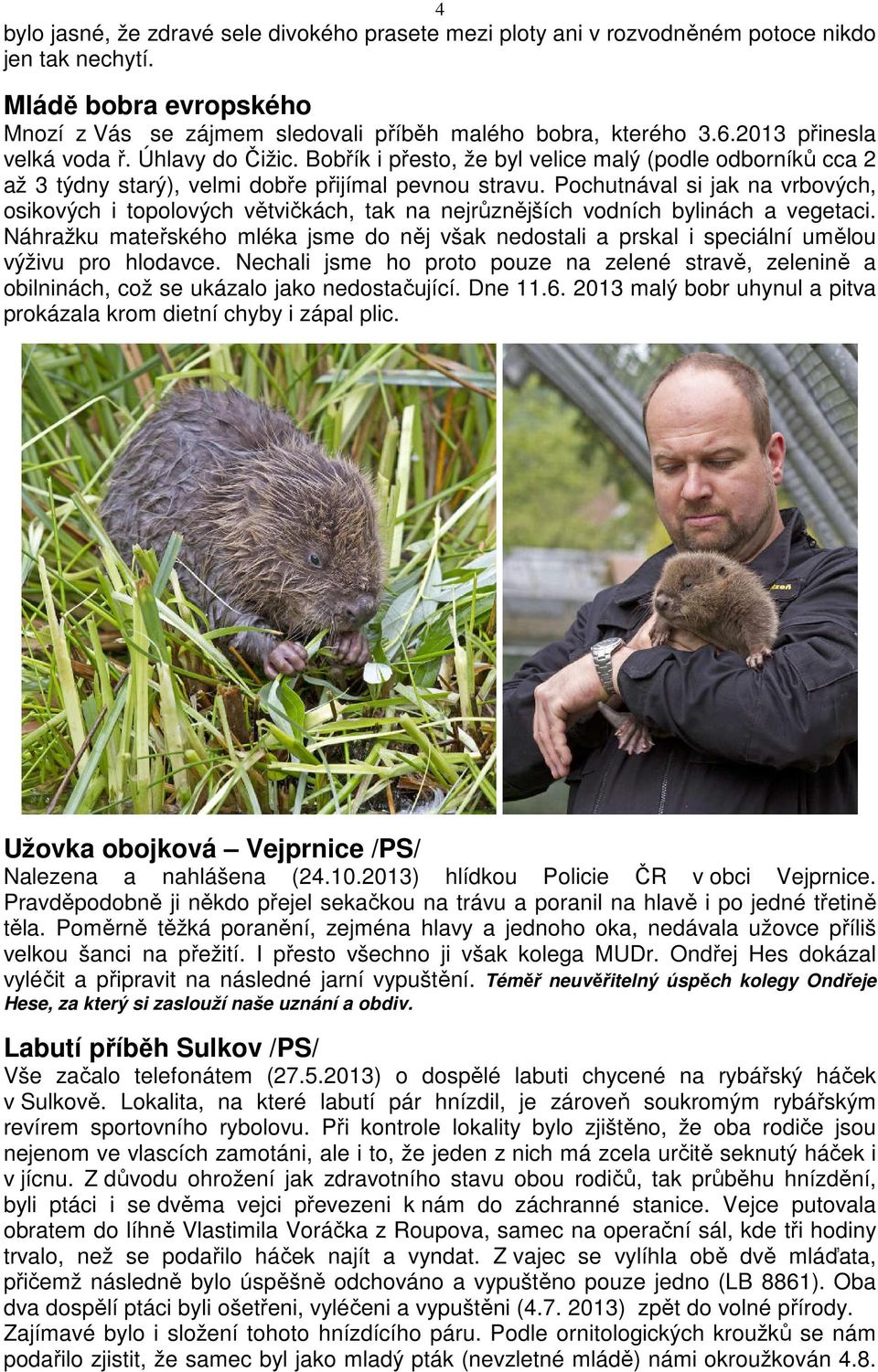 Pochutnával si jak na vrbových, osikových i topolových větvičkách, tak na nejrůznějších vodních bylinách a vegetaci.