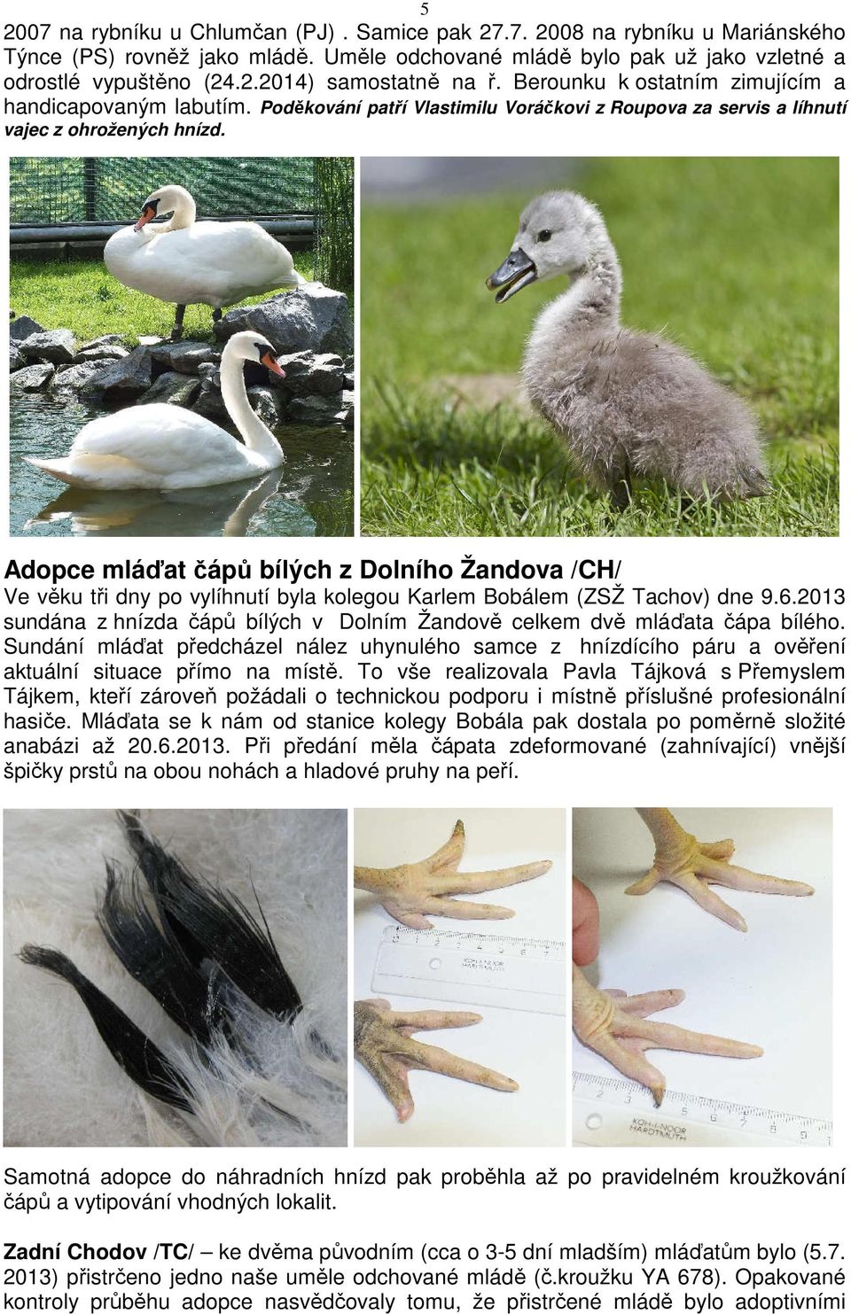 Adopce mláďat čápů bílých z Dolního Žandova /CH/ Ve věku tři dny po vylíhnutí byla kolegou Karlem Bobálem (ZSŽ Tachov) dne 9.6.