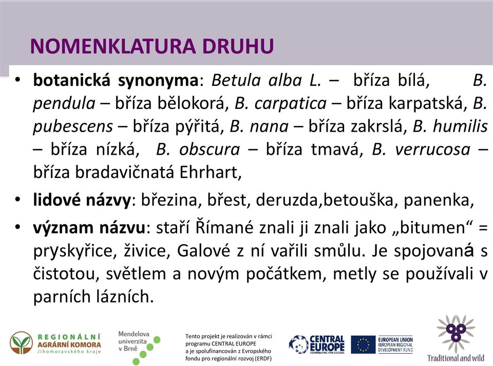 verrucosa bříza bradavičnatá Ehrhart, lidové názvy: březina, břest, deruzda,betouška, panenka, význam názvu: staří Římané znali