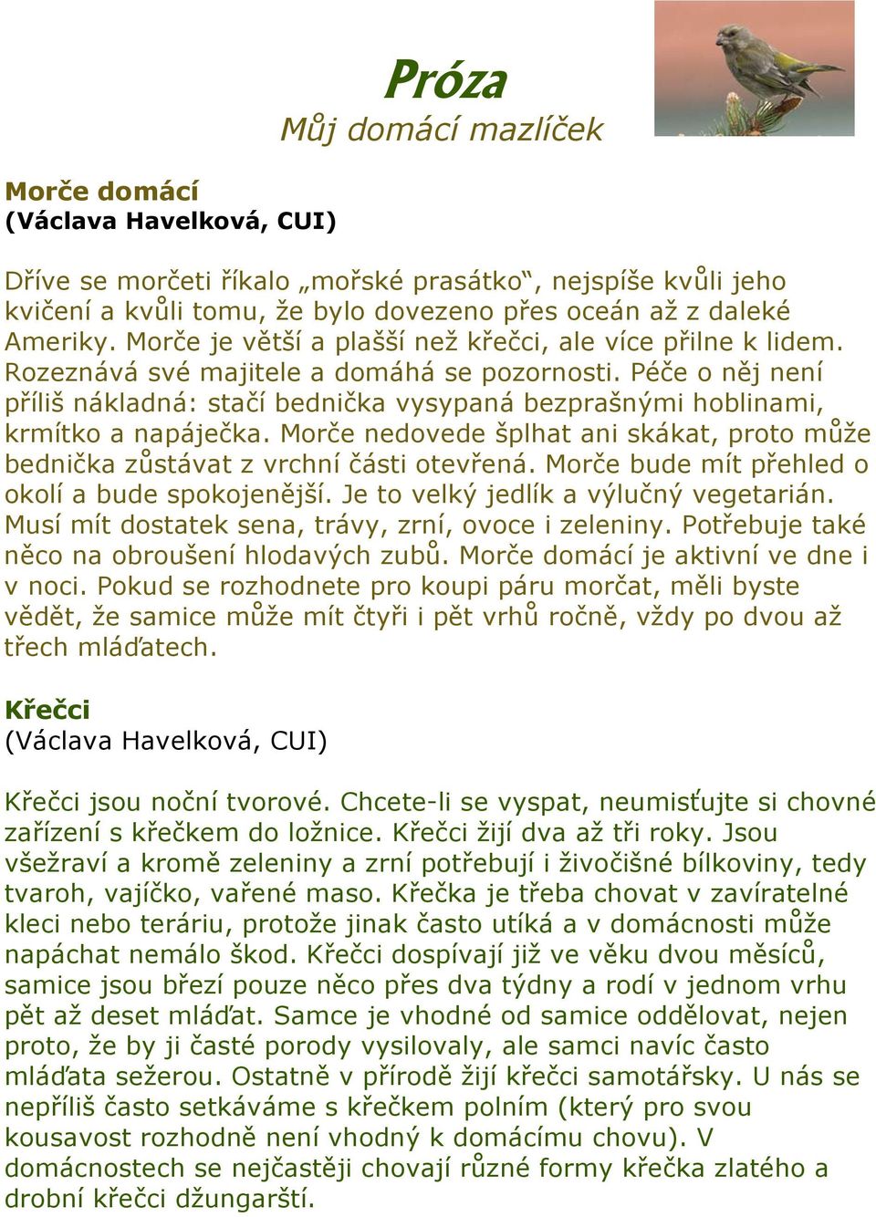 Péče o něj není příliš nákladná: stačí bednička vysypaná bezprašnými hoblinami, krmítko a napáječka. Morče nedovede šplhat ani skákat, proto může bednička zůstávat z vrchní části otevřená.