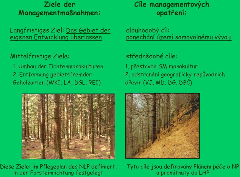 Entfernung gebietsfremder Gehölzarten (WKI, LA, DGL, REI) střednědobé cíle: 1. přestavba SM monokultur 2.