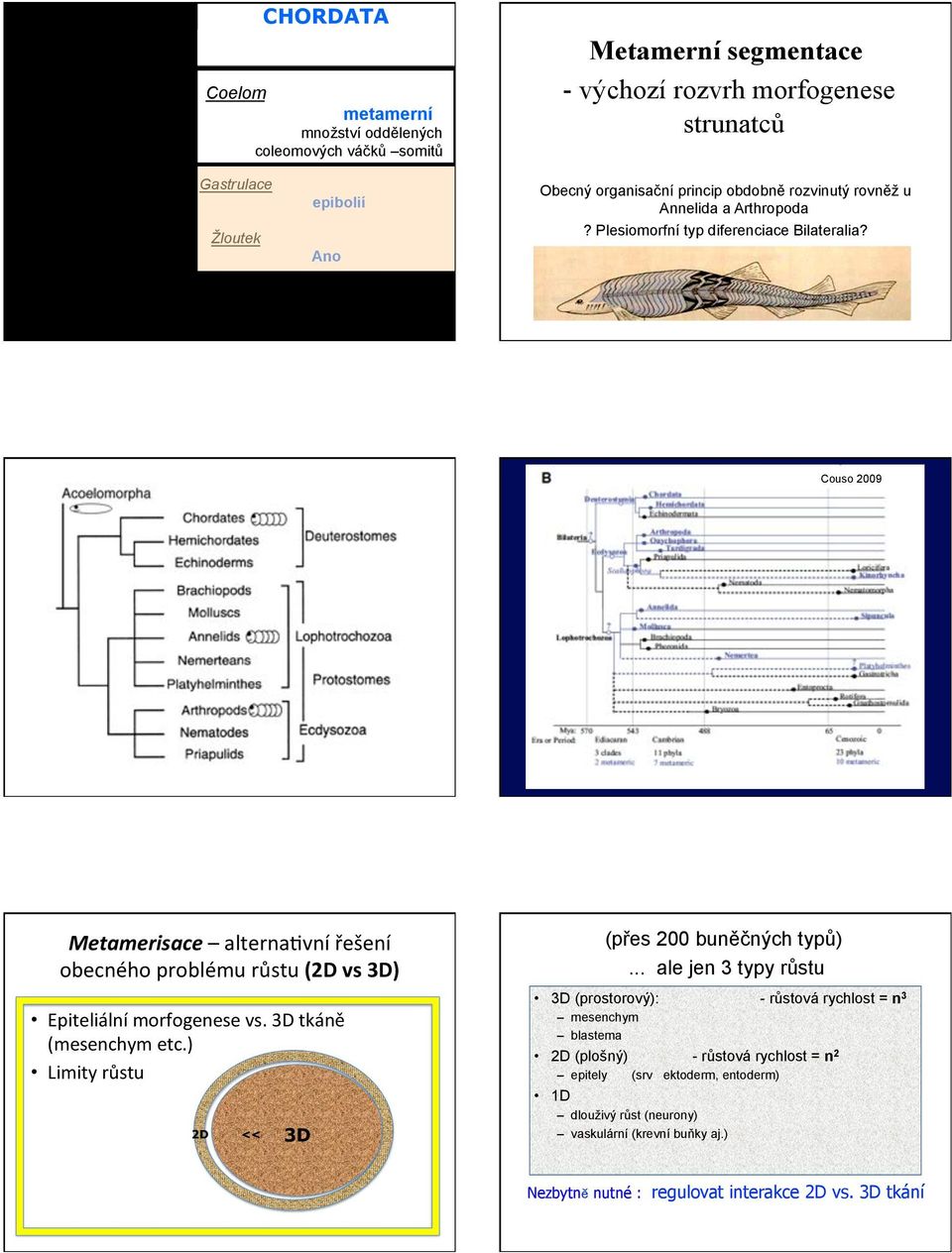 loutek CHORDATA Ano Metamerní segmentace - v$chozí rozvrh morfogenese strunatc& Obecn$ organisa%ní princip obdobn" rozvinut$ rovn"! u Annelida a Arthropoda? Plesiomorfní typ diferenciace Bilateralia?